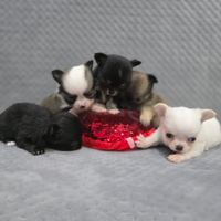 Cuccioli di chihuahua linea russa