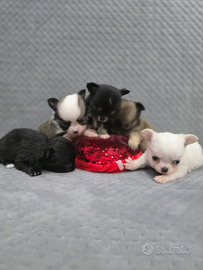 Cuccioli di chihuahua linea russa