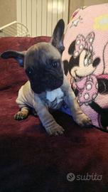 Bouledogue français