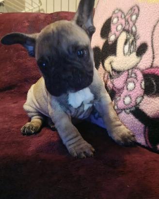 Bouledogue français