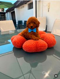 cuccioli di barboncino Toy 