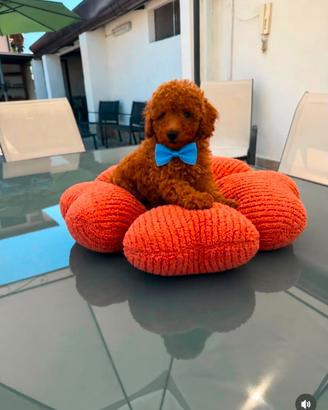 cuccioli di barboncino Toy 