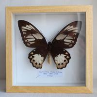 enorme farfalla tropicale