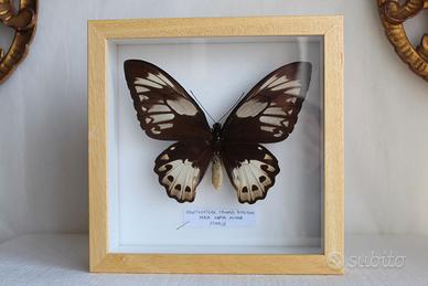 enorme farfalla tropicale