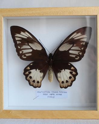 enorme farfalla tropicale