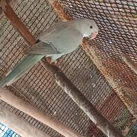 Parrocchetti dal collare