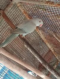 Parrocchetti dal collare