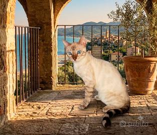 Splendido gatto Bengala Snow Lynx  