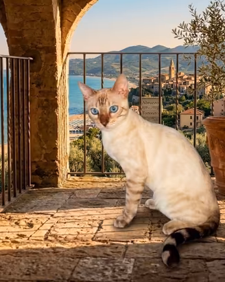 Splendido gatto Bengala Snow Lynx  