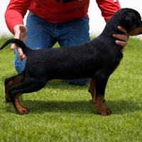 Rottweiler femmina