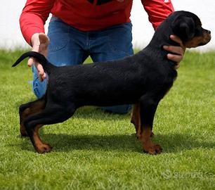 Rottweiler femmina
