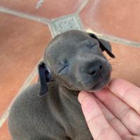 Piccolo levriero italiano