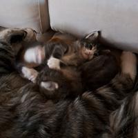 Norvegesi delle Foreste