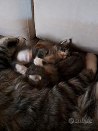 Norvegesi delle Foreste