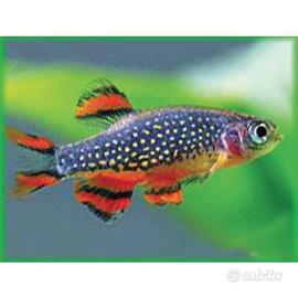 Rasbora galaxy e pseudomugil luminatus