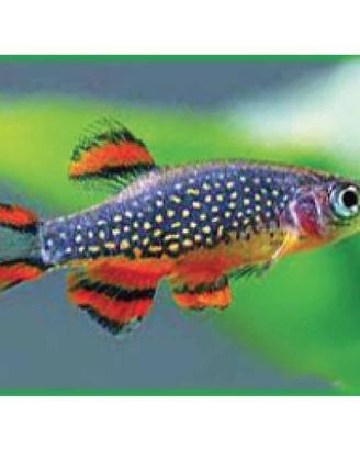 Rasbora galaxy e pseudomugil luminatus