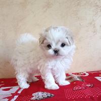 Cucciolo di maltese coreano puro