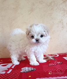 Cucciolo di maltese coreano puro