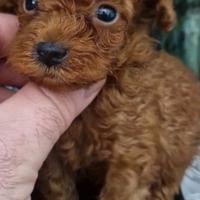 Maschietti barboncino toy e mini toy red