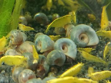 Lumache Planorbarius corneus Blue