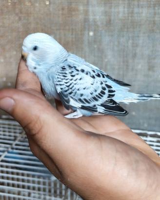 Cocorito maggiorato allevato a mano