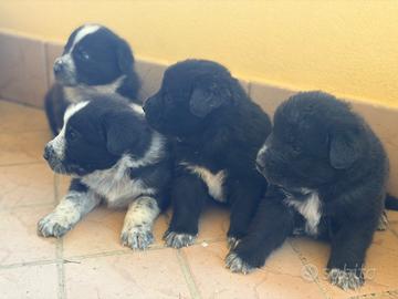 Cuccioli taglia grande mamma pastore abruzzese