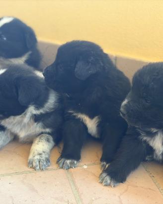 Cuccioli taglia grande mamma pastore abruzzese