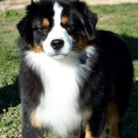 Miniature american shepherd femmina sterilizzata