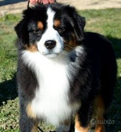 Miniature american shepherd femmina sterilizzata