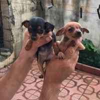 Pinscher Mini Piccolissimi Toy