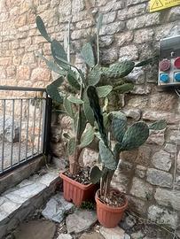 Piante grasse di vario genere e dimensione