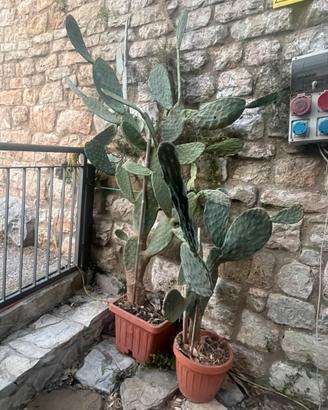 Piante grasse di vario genere e dimensione