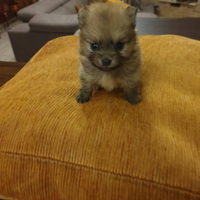 Spitz