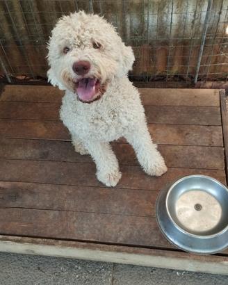 lagotto romagnolo 