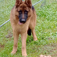 Cucciolone pastore tedesco maschio