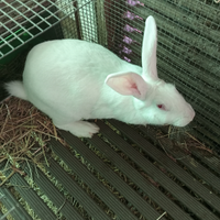 Coniglie gravide e un coniglio mascio