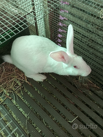 Coniglie gravide e un coniglio mascio