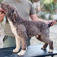 Lagotto romagnolo pedigree
