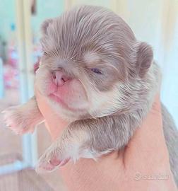 Chihuahua colori rari LEGGI