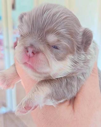 Chihuahua colori rari LEGGI