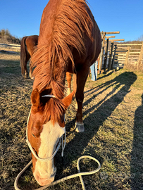 Cavalla americana da trekking