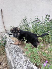 Cucciolo pastore tedesco