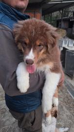 Cuccioli pastore australiano