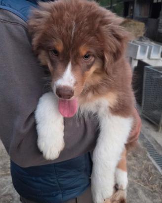 Cuccioli pastore australiano