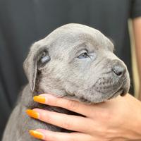 Bellisismi cuccioli di cane corso