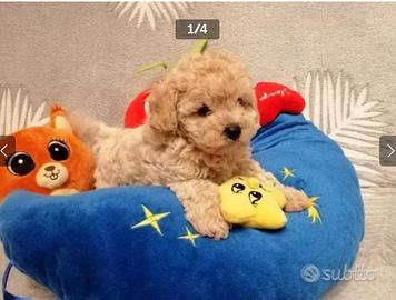 Barboncino Toy maschio oro