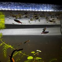 Avannotti guppy/endler