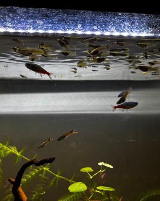 Avannotti guppy/endler