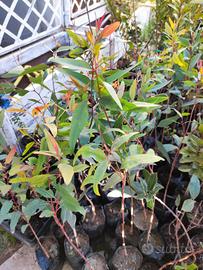 🌳 Albero di Eucalipto Rosso – Legno e Foglie 🌿