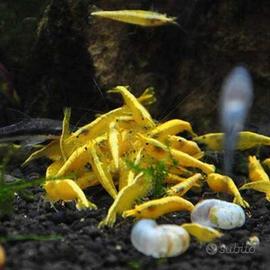 Neocaridine fire back Yellow